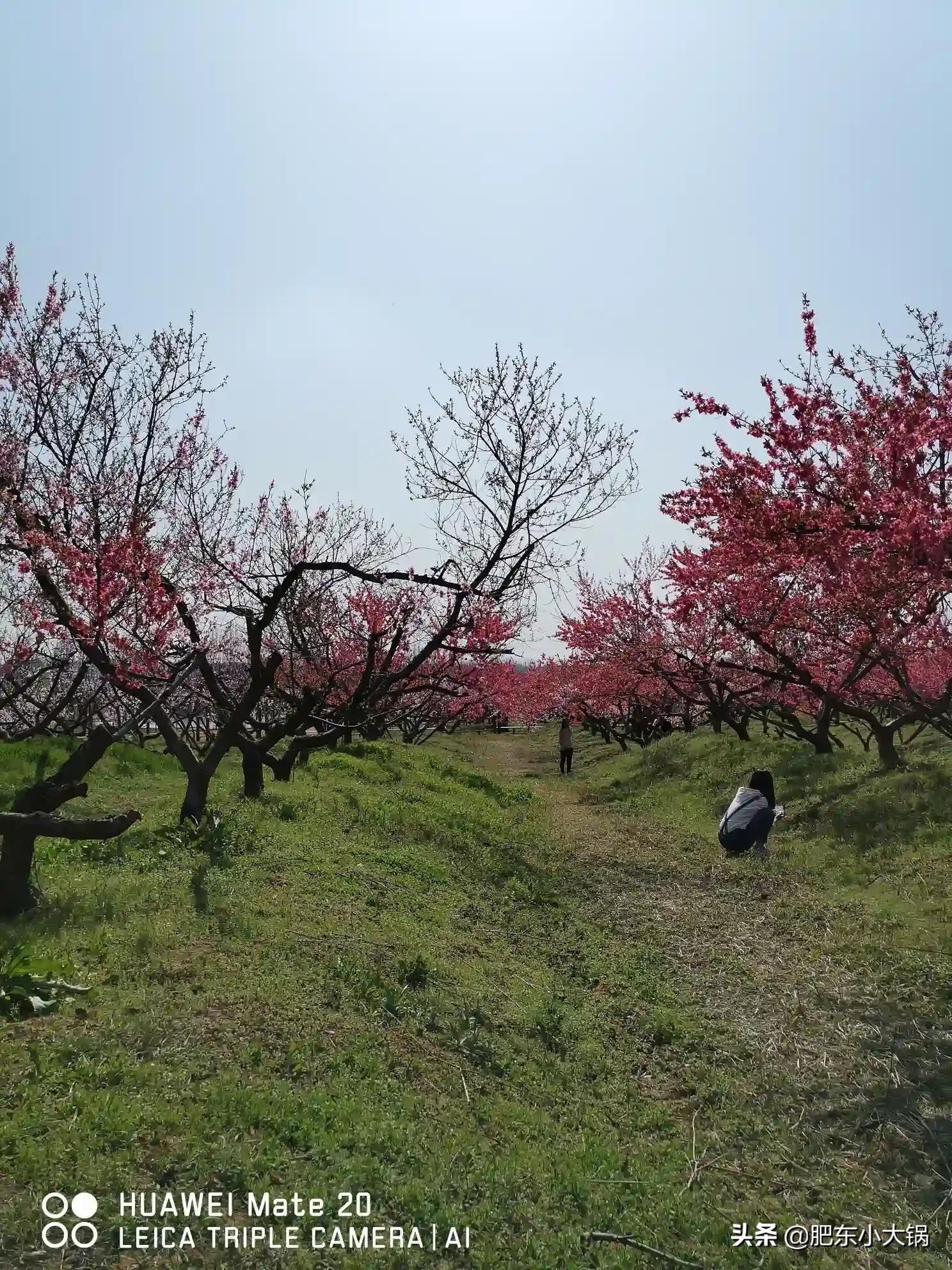 廬陽區(qū)三十崗最新動態(tài)，自然探索之旅，尋找內(nèi)心平和的旅程